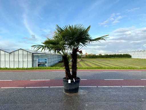 Palmen-Doppelstamm (Trachycarpus Fortunei)