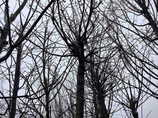 Yoshino Cherry - Ornamental Tree