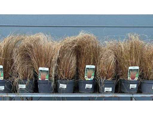 Herbe ornementale carex comans « forme bronze » Vivace (25x)