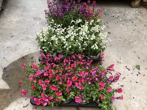 Vaste planten -  salvia (x100)