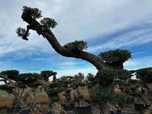  OLEA EUROPEA POM POM SECOLARE  