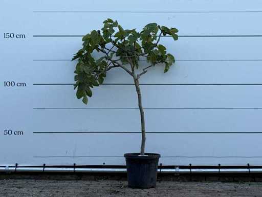 Figuier - Ficus Carica - hauteur environ 150 cm