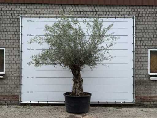 Bonsaï olivier - Olea Europaea - environ 80 ans - taille environ 270 cm