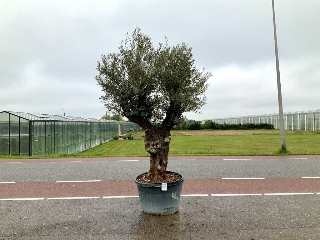olivo (Olea Europaea Lessini)