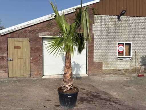 Palmier éventail mexicain - Washingtonia robusta - Hauteur environ 250 cm