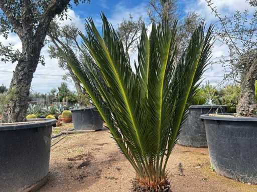 Cycas Revoluta