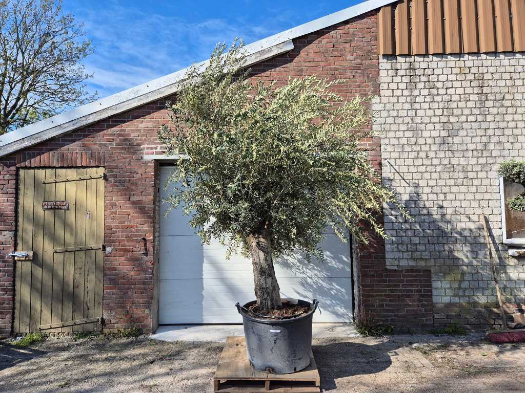Olive tree with large crown - Olea Europaea - height approx. 400 cm