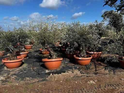  Olea Europea Tub 40 de unități