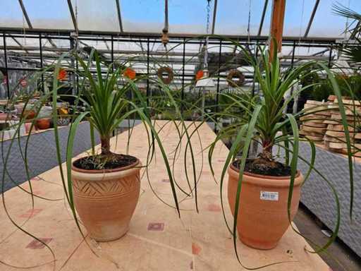 Set de 2 picioare de elefant (Beaucarnea) în ghivece de teracotă de înaltă calitate