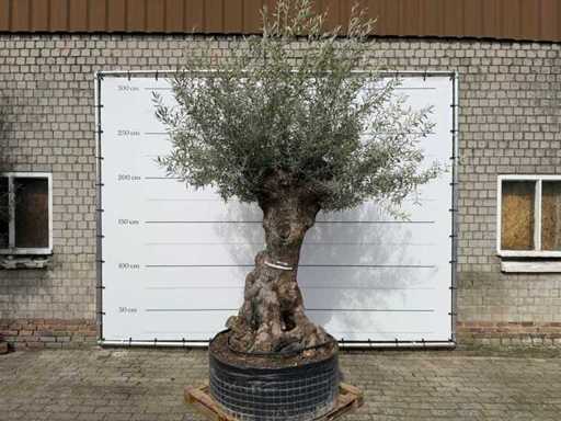 Olijfboom Bonsai XL - Olea Europaea - 100 jaar oud - Hoogte ca. 300 cm