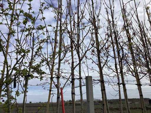 Acero Norvegese - Alberi topiari (3 volte)