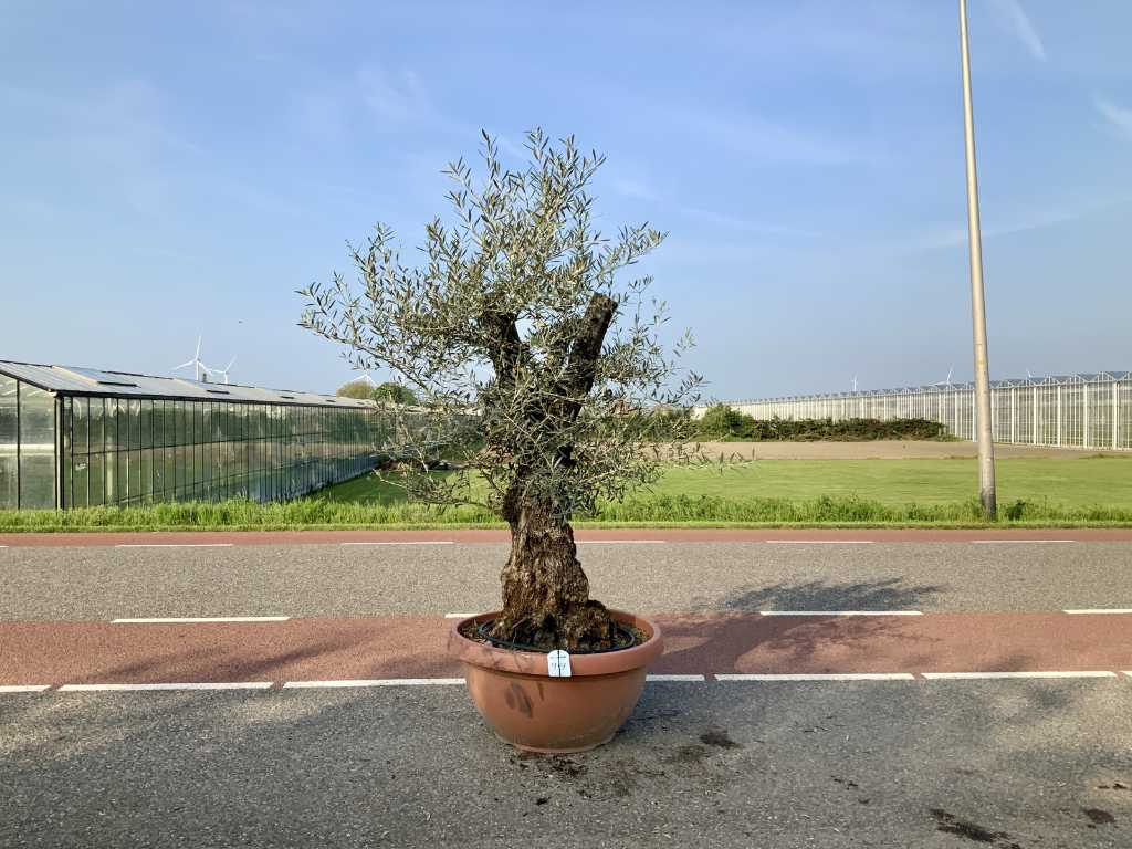 drzewo oliwne w skorupce bonsai (Olea Europaea Lessini)