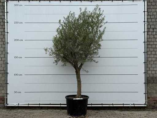 Ulivo Tronco liscio ramificato - Olea Europaea - circa 40 anni - altezza circa 260 cm