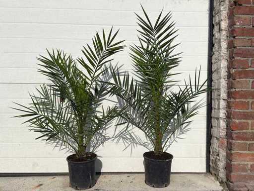 2x Canarische dadelpalm - Phoenix Canariensis - hoogte ca. 80 cm