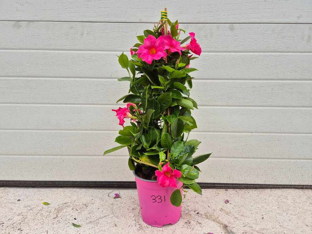 Mandeville Pink - Dipladenia - height approx. 60 cm