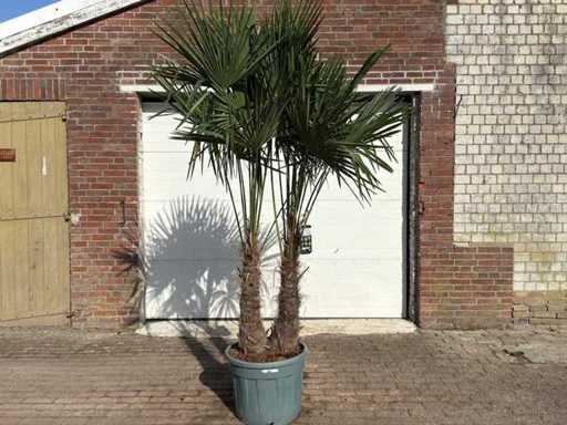 Chińska palma wachlarza - Trachycarpus fortunei - podwójny pień - wysokość ok. 250 cm