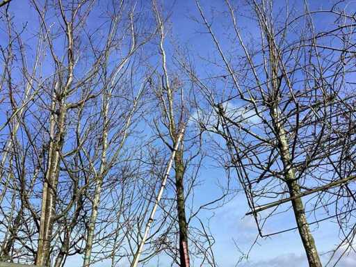 Groene Beuk - Vormboom