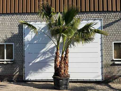Palma a ventaglio messicana a più steli - Washingtonia Robusta - altezza circa 290 cm