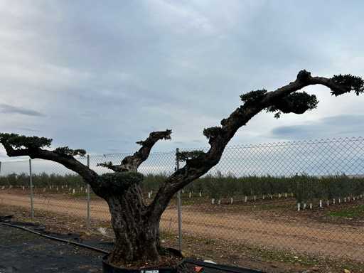  OLEA EUROPEA POM POM SECOLARE  