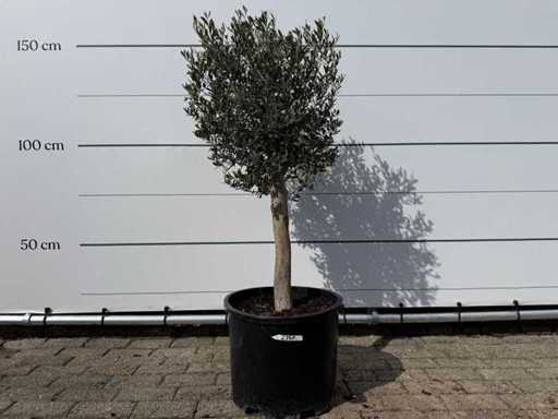 Olivenbaum Florida – Olea Europaea – ca. 40 Jahre alt – Höhe ca. 160 cm