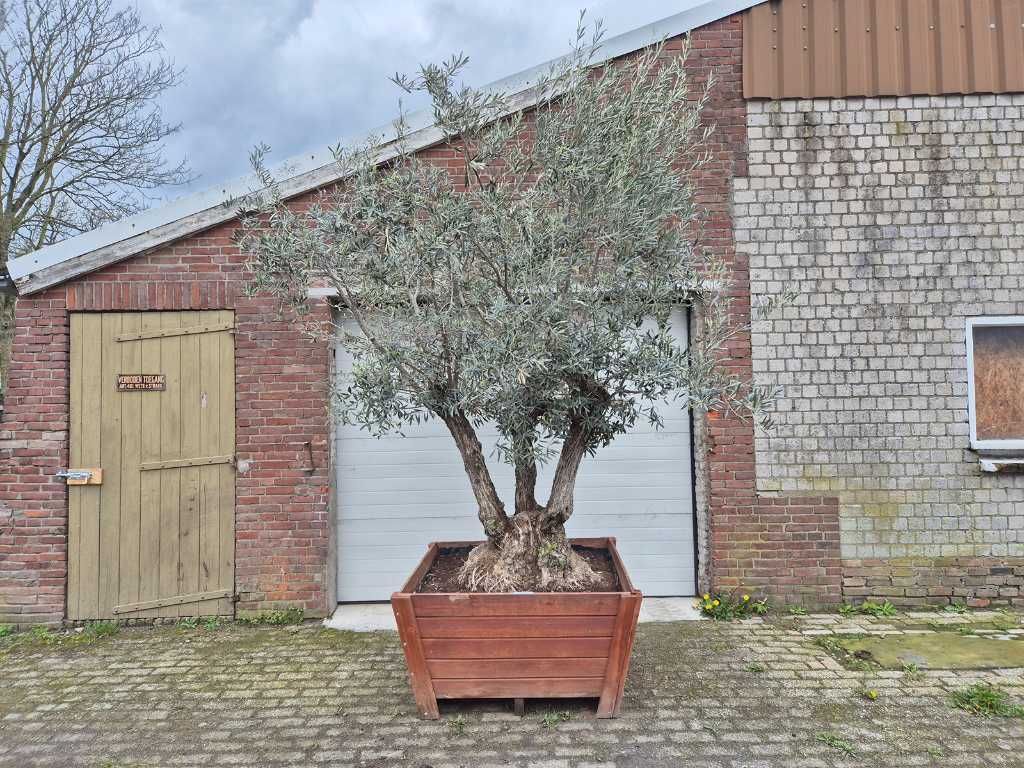 Olive tree Bonsai Multitrunk in hardwood planter 120x120 - Olea Euopaea - height approx. 400 cm