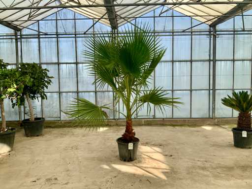 Palm tree (Washingtonia robusta)