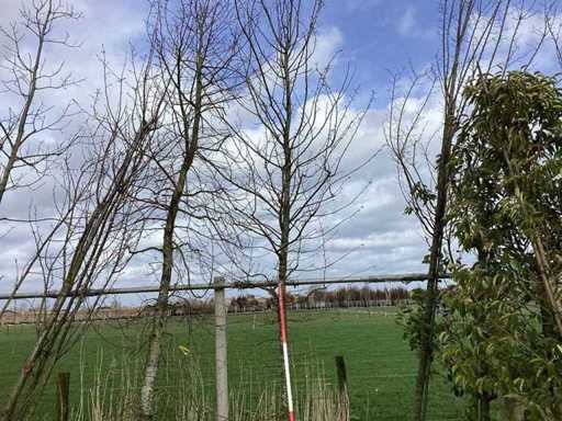 Hornbeam - Topiary tree