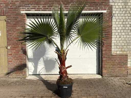 Mexican fan palm - Washingtonia Robusta - height approx. 230 cm 