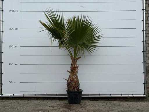 Mexicaanse waaierpalm - Washingtonia Robusta - hoogte ca. 220 cm