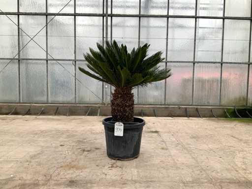 Palmboom (Cycas Revoluta)