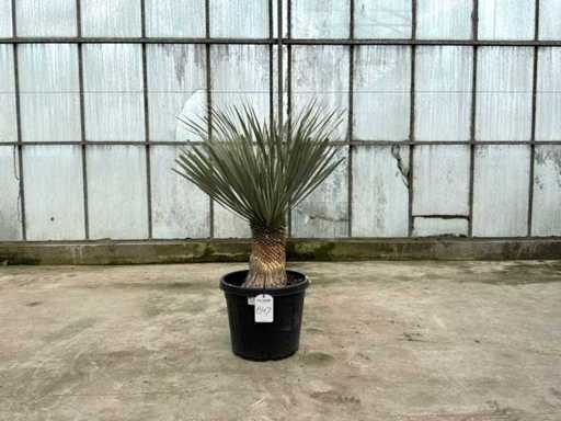 Palm tree (Yucca rostrata)