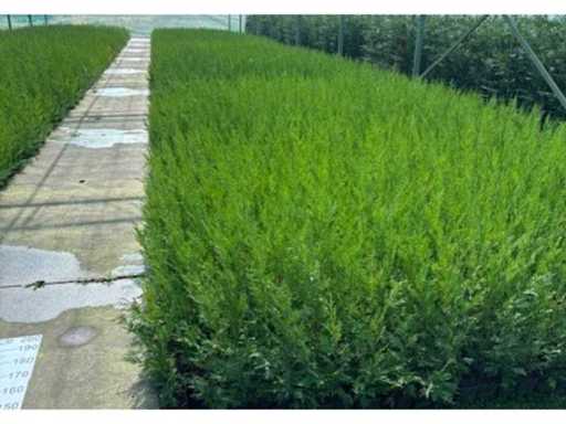 Leylandii 200 Stücke