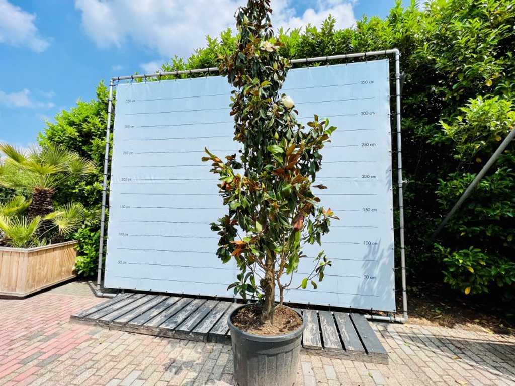 Magnolia Grandiflora 400cm