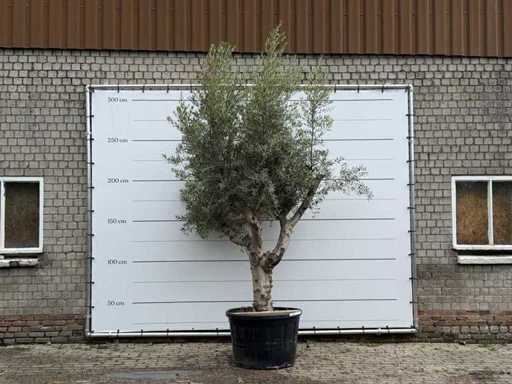 Măslin Piel Joven XL - Olea Europaea - aprox. 60 de ani - înălțime aprox. 280 cm