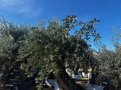  OLEA EUROPEA SECOLARE  