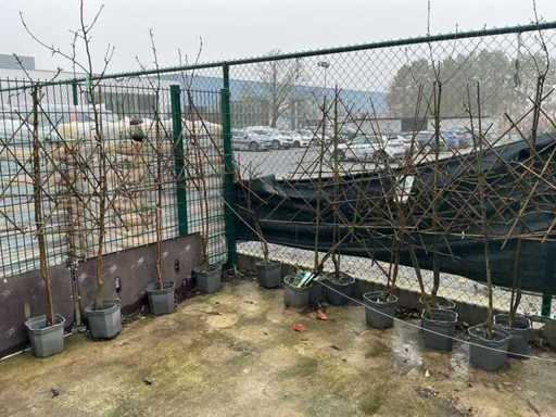 Mix Fruit / Fruit Tree (14x)