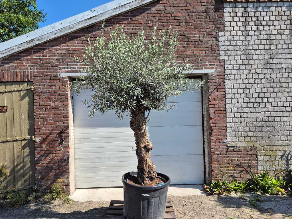 Drzewko oliwne Bonsai - Olea Euopaea - wysokość ok. 300 cm
