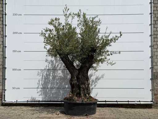 Olijfboom Tortuga - Olea Europaea - ca. 80 jaar oud - hoogte ca. 240 cm