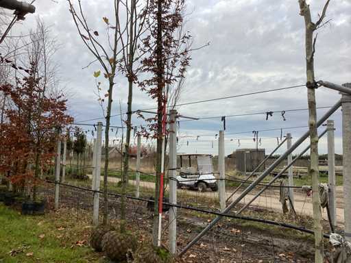 Grab – drzewo topiary