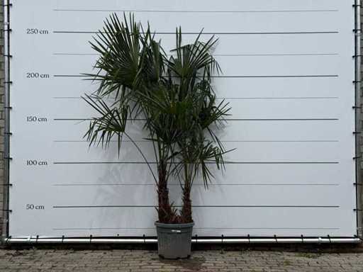 Chinese fan palm double stem - Trachycarpus Fortunei - height approx. 250 cm