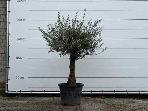 Sferă de măslin - Olea Europaea - aproximativ 25 de ani - înălțime aprox. 180 cm