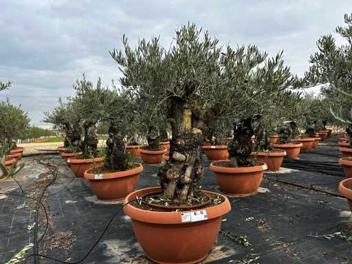  OLEA EUROPEA TARRINA 