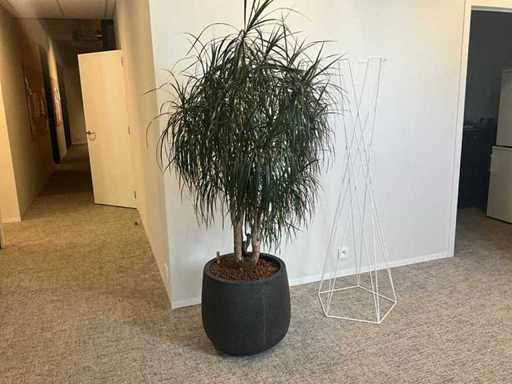 Large plant in pot