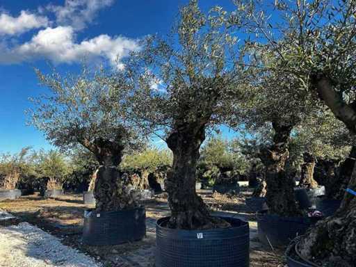 Jahrhundertealter Olivenbaum im Korb