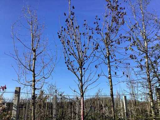 Guma dulce - Arborele topiar