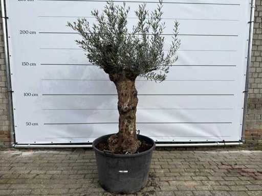 Olivenbaum-Bonsai – Olea Europea – 50 Jahre alt – Höhe ca. 200 cm