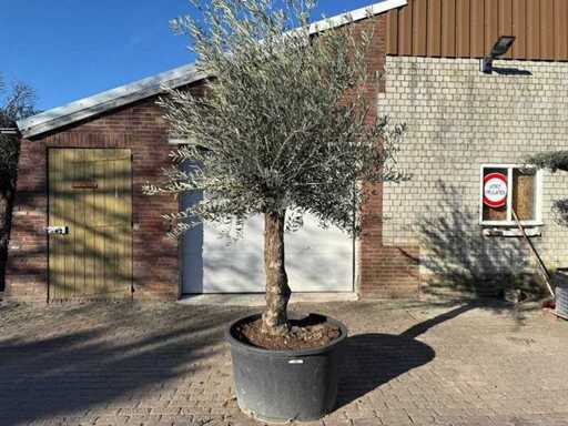 Olive tree Bonsai - Olea Europaea - 50 years old - Height approx. 280 cm 