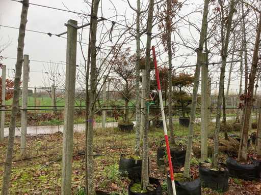 Lipa – drzewo ozdobne