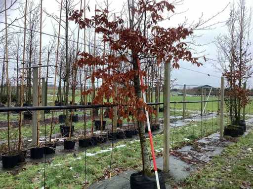 Buk zielony – drzewo ozdobne