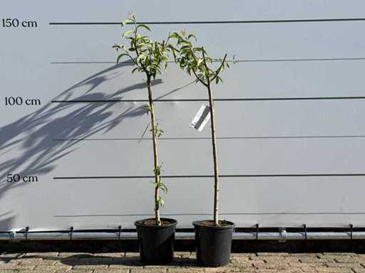 2x Nectarine tree - Prunus Nucipersica - height approx. 120 cm